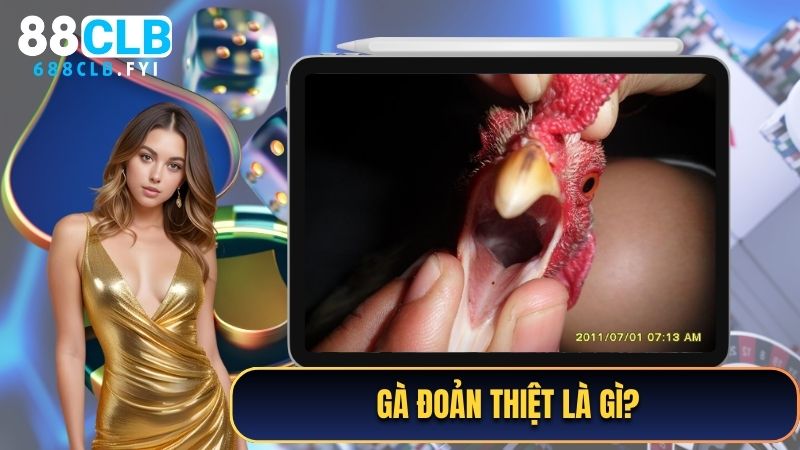 Gà đoản thiệt là gì?